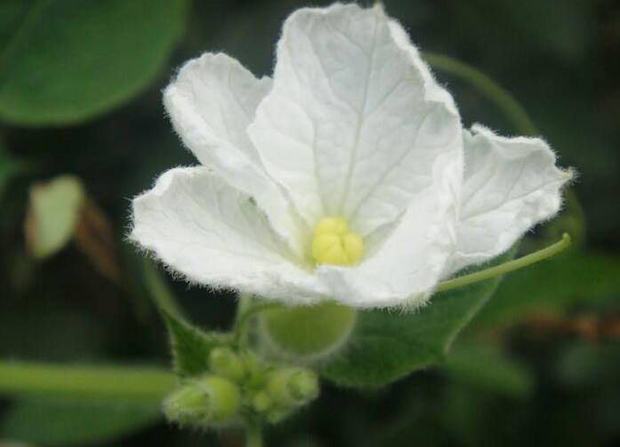 夕顏花是牽牛花嗎，不是/夕顏花是一種比較凄涼的花朵