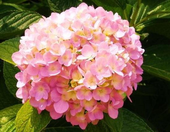 繡球花花語是什么，繡球花的寓意及象征