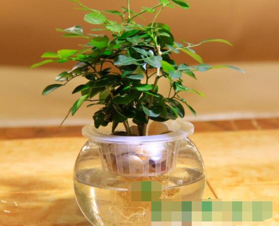 九里香的養殖方法水培，教你四個步驟水培爆盆