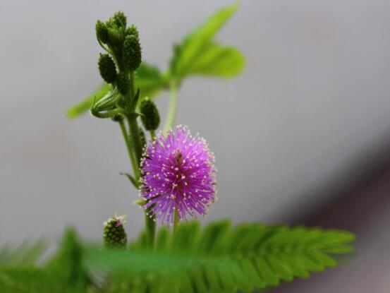 含羞草花期，含羞草花期在每年九月盛放