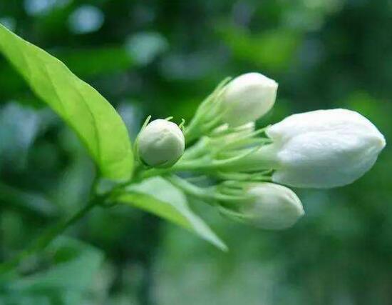 茉莉不開花是什么原因,注意這六點讓你的茉莉花爆盆