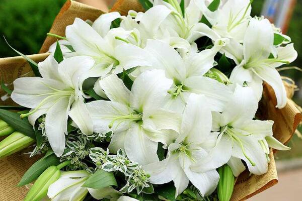 百合花花語代表什么，家庭美滿、偉大的愛