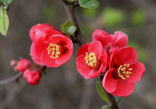海棠花花語是什么，海棠花為什么叫斷腸花