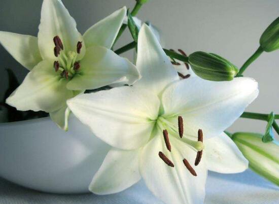 百合花怎么養(yǎng)，百合花的養(yǎng)殖方法和注意事項(xiàng)