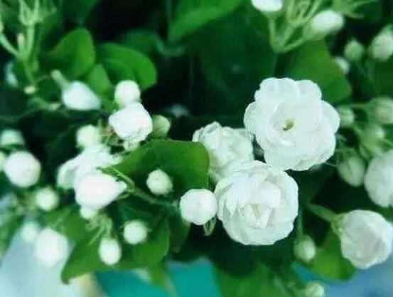 茉莉花掉葉子怎么辦，四種原因以及解決辦法