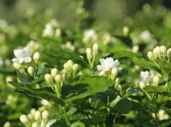 茉莉花施什么肥好，茉莉花施磷鉀肥和有機肥最好