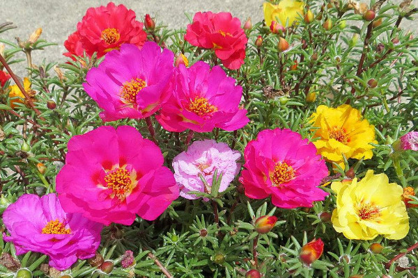 太陽花種子種植方法，種植上盆前先進(jìn)行催芽處理