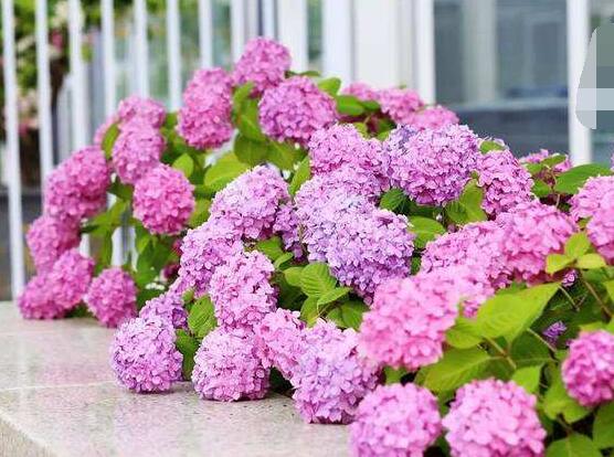 粉色繡球花花語，代表著美好回憶、期待愛情