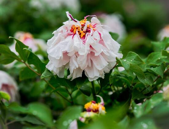 牡丹花什么時候開,牡丹花在每年5月開花(一年開一次)