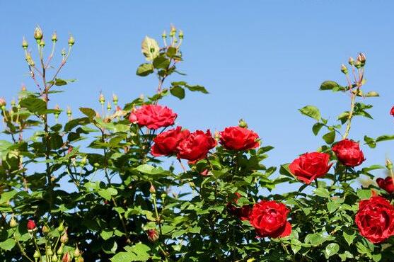 月季花冬季怎么施肥，三個(gè)簡(jiǎn)單方法便可安然過(guò)冬