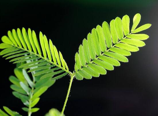 含羞草葉子為什么發(fā)黃，含羞草葉子發(fā)黃怎么辦