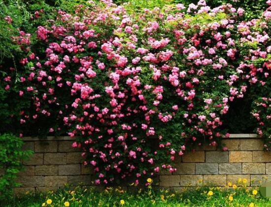 薔薇花語(yǔ)是什么，薔薇花語(yǔ)代表著美好的愛(ài)情與愛(ài)的思念