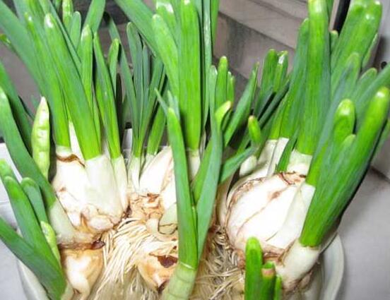 仙花的栽培技術(shù)，擇八厘米以上鱗莖/疏松透氣土壤與紫砂盆