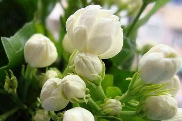 茉莉哪個品種好養(yǎng)，強(qiáng)烈推薦以下5個品種