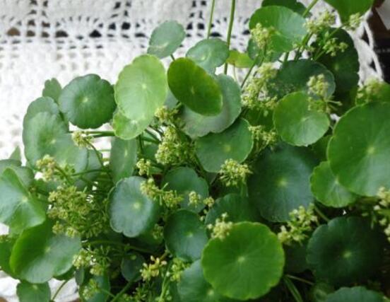 銅錢草的養(yǎng)殖方法和注意事項(xiàng)，老農(nóng)總結(jié)八大基本方法