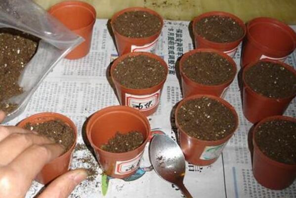 牽牛花陽臺種植方法，牽牛花的種植步驟詳解