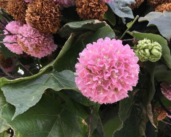繡球花的栽培管理技術(shù)，老農(nóng)教你最實用的七大養(yǎng)殖方法