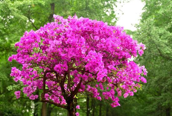 三角梅什么時候開花，三角梅為什么不開花