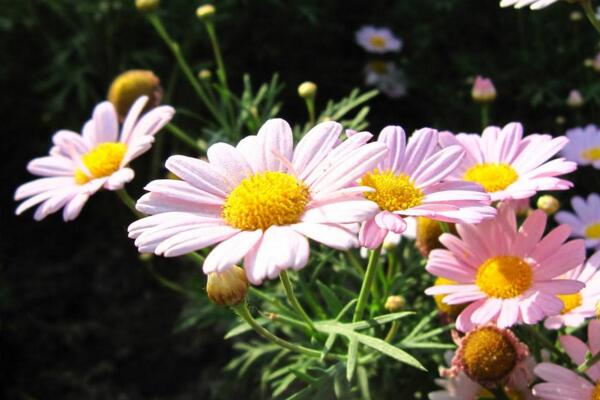 盆栽菊花怎樣過冬，修剪過后搬入室內養(yǎng)護