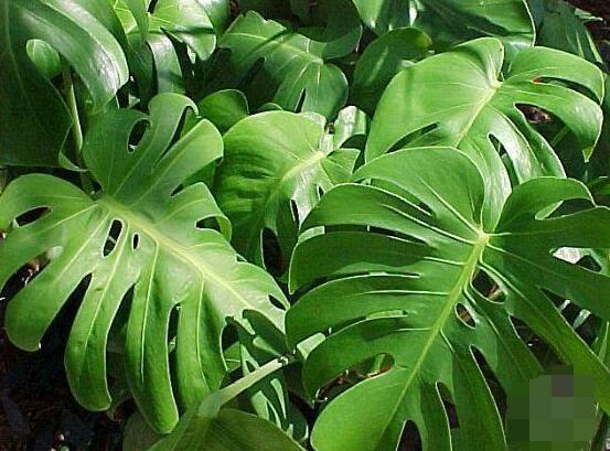 龜背竹的養(yǎng)殖方法和注意事項(xiàng)，老農(nóng)教你八大簡(jiǎn)單易學(xué)養(yǎng)殖方法