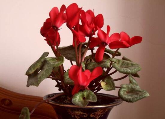 仙客來為什么不開花，仙客來不開花怎么辦