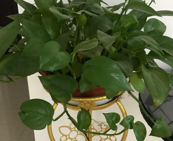 綠蘿有毒嗎，有毒千萬別當菜吃