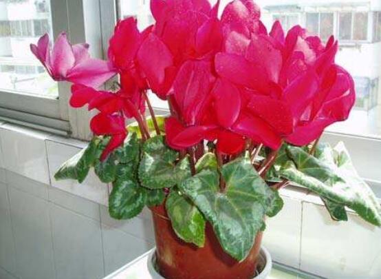 仙客來的球莖怎么保存，最重要就是注意溫度變化(降溫處理)