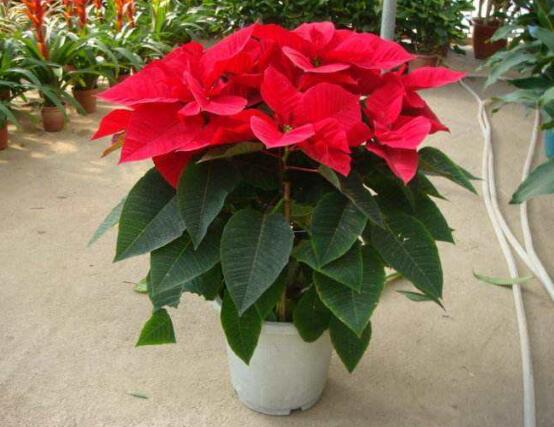 一品紅花語(yǔ)是什么，一品紅花語(yǔ)代表著我的心正在燃燒