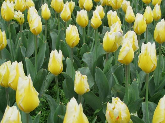 郁金香什么時(shí)候開花，每年3-5月開花