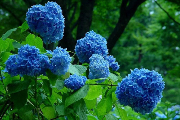 繡球花怎么在花瓶里養，確保通風性和陽光適宜