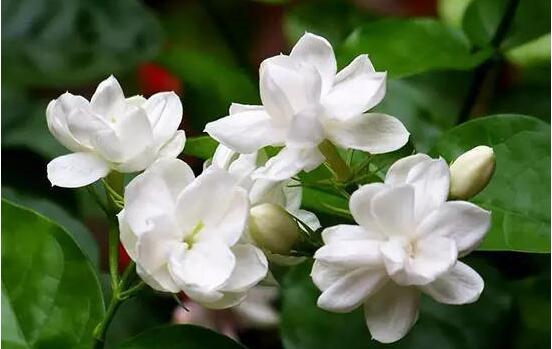 茉莉花的養殖方法，老總總結七大基本養殖方法