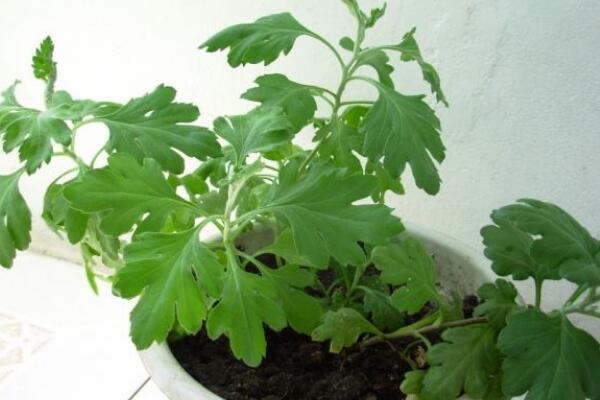盆栽菊花怎樣過冬，修剪過后搬入室內養(yǎng)護