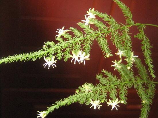 文竹會開花嗎，文竹開花有什么兆頭/很難開花