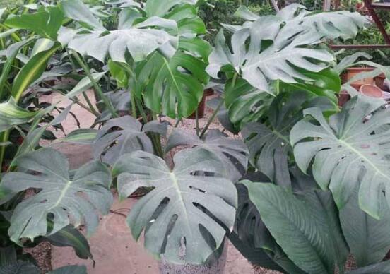 龜背竹有毒嗎，龜背竹可以放入室內(nèi)養(yǎng)嗎