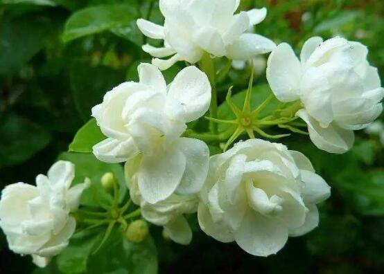 茉莉花什么時(shí)候修剪整枝最好，春秋生長(zhǎng)期、春季前休眠期修剪最好