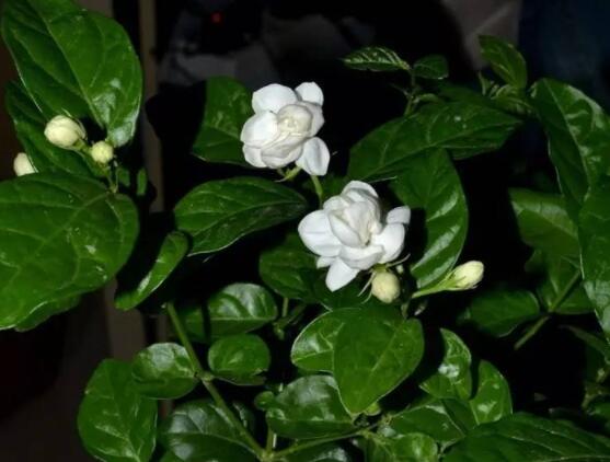 茉莉花的養殖方法，老總總結七大基本養殖方法