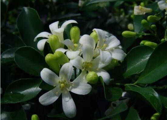 九里香什么時候開花，九里香一年開幾次花(七月盛開)