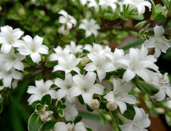 六月雪花期，六月雪花期持續(xù)達(dá)60天(5-7月份)