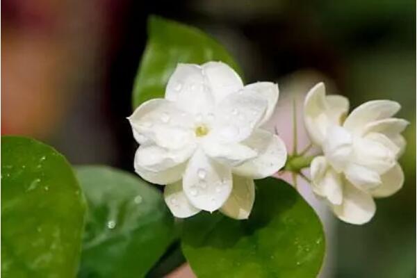 茉莉花如何移栽，做好這五步即可簡單成活