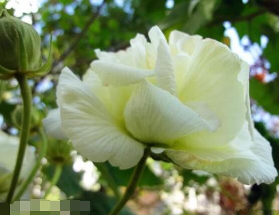 白色芙蓉花花語是什么，代表著早熟、纖細(xì)之美、純潔
