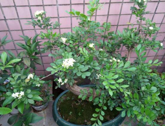 九里香剪枝后多久開(kāi)花，春季修剪最佳/百天后花開(kāi)爆盆