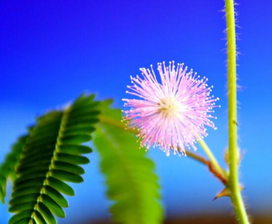 種含羞草會掉頭發嗎，會掉/家有孕婦和小孩忌養殖