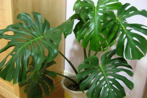龜背竹氣根水培會(huì)發(fā)芽嗎，氣根植入水中可促進(jìn)植株的生長(zhǎng)