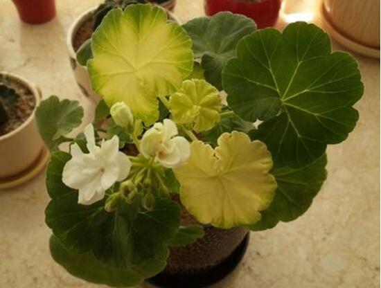 天竺葵葉子發(fā)黃怎么辦，天竺葵葉子發(fā)黃解決辦法