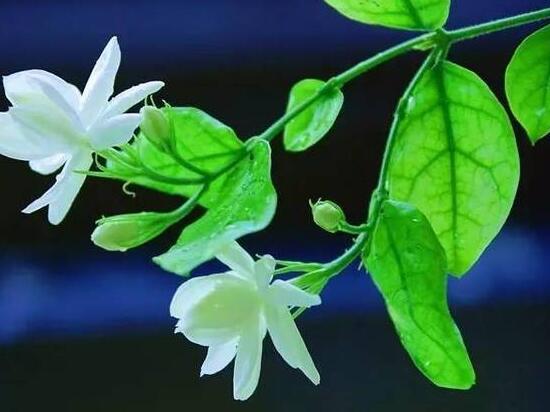 茉莉花的養殖方法和注意事項，老農總結最實用八大養殖方法