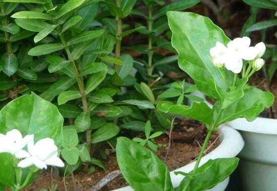 茉莉花掉葉子怎么辦，四種原因以及解決辦法