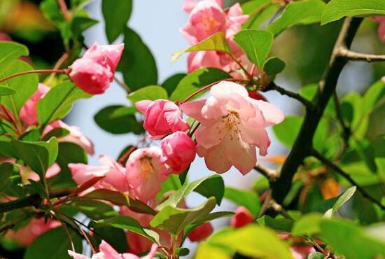 海棠花怎么修剪，海棠花的修剪圖解
