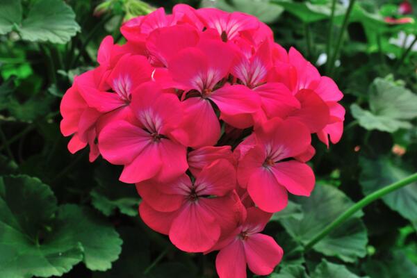 天竺葵不開(kāi)花怎么辦，分析原因及時(shí)處理