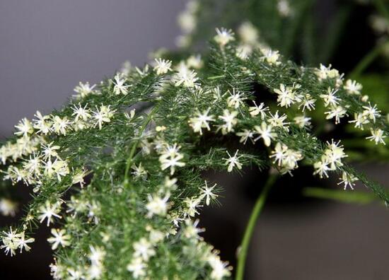 文竹會開花嗎，文竹開花有什么兆頭/很難開花