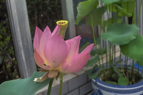 室內(nèi)荷花冬天怎么養(yǎng),保證溫度并加強(qiáng)光照